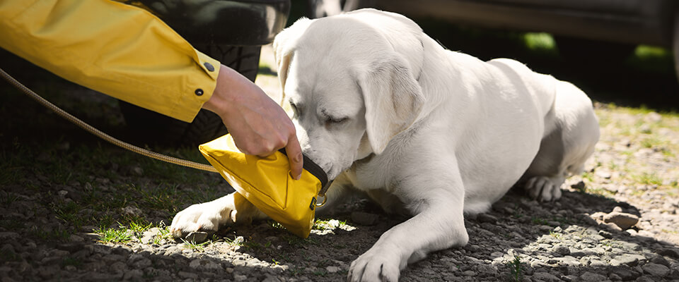 Dog drinking from travel bowl