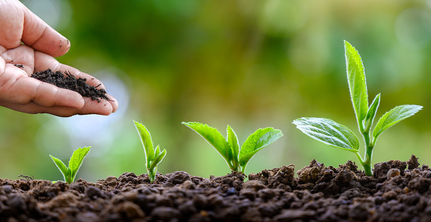 seedlings-growing-image