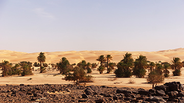 Mapping trees in West Africa